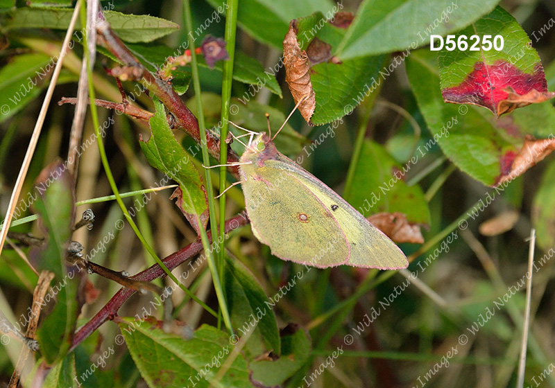 Pink-edged Sulphur (Colias interior)